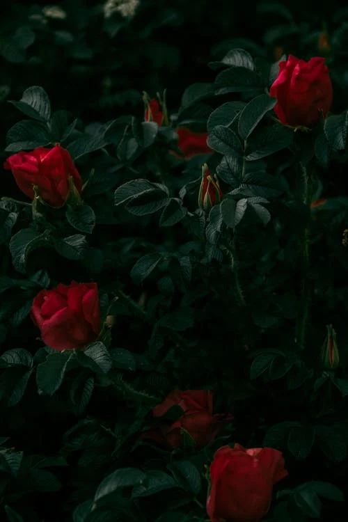 Ảnh nền điện thoại đẹp về các bông hoa hồng