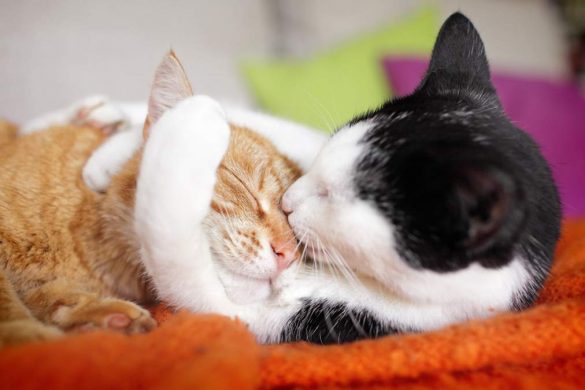 Hình ảnh 2 chú mèo tình cảm thân thiết liếm lông rửa mặt cho nhau.