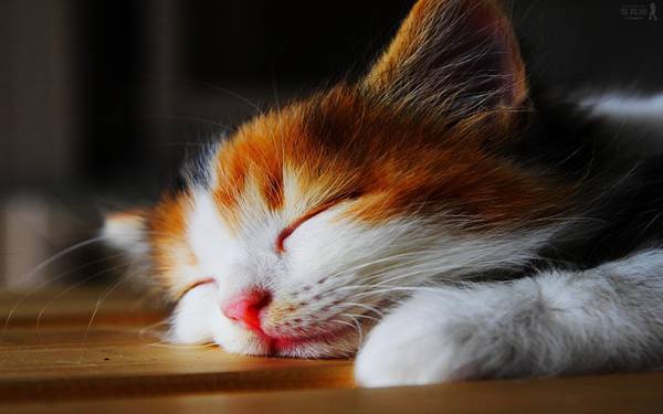 Hình ảnh con mèo đẹp cute nằm ngủ thật say xưa ngon lành.