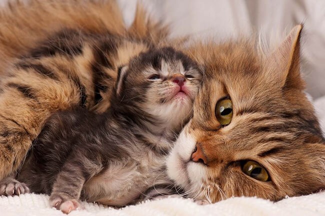 Hình ảnh mèo con nũng nịu trong lòng mèo mẹ. Một gia đình mèo nhỏ thật tình cảm, hạnh phúc.