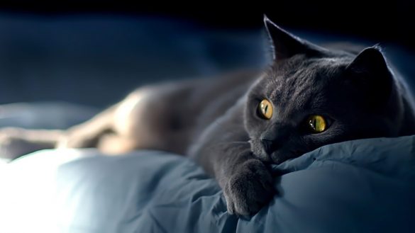 Hình ảnh mèo đen và đôi mắt vàng sáng rực