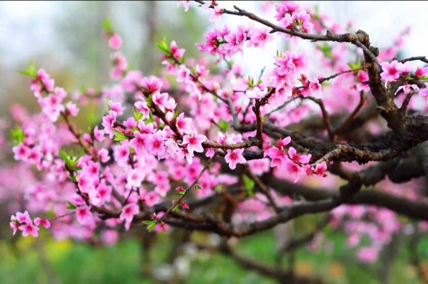 Hình ảnh hoa đào mùa xuân, nhẹ nhàng mảnh mai xinh đẹp.