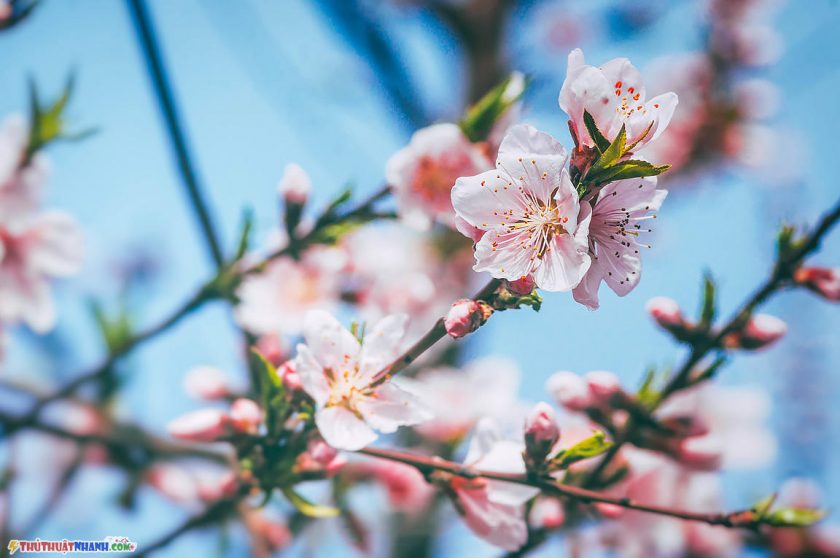 Hoa anh đào đẹp tuyệt vời. Một cái tên khác mà người Nhật thường dùng để gọi tên loài hoa này đó là Sakura. Bạn hãy nhớ nhé!