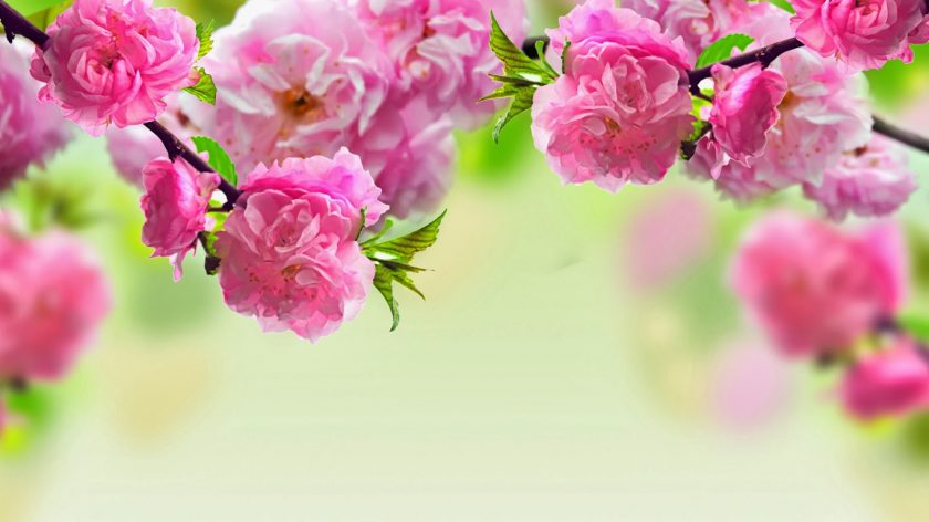 Hình nền khung hoa đào hồng rực. Những bông hoa đào lai với đóa hoa thật lớn, nhìn lạ mắt.