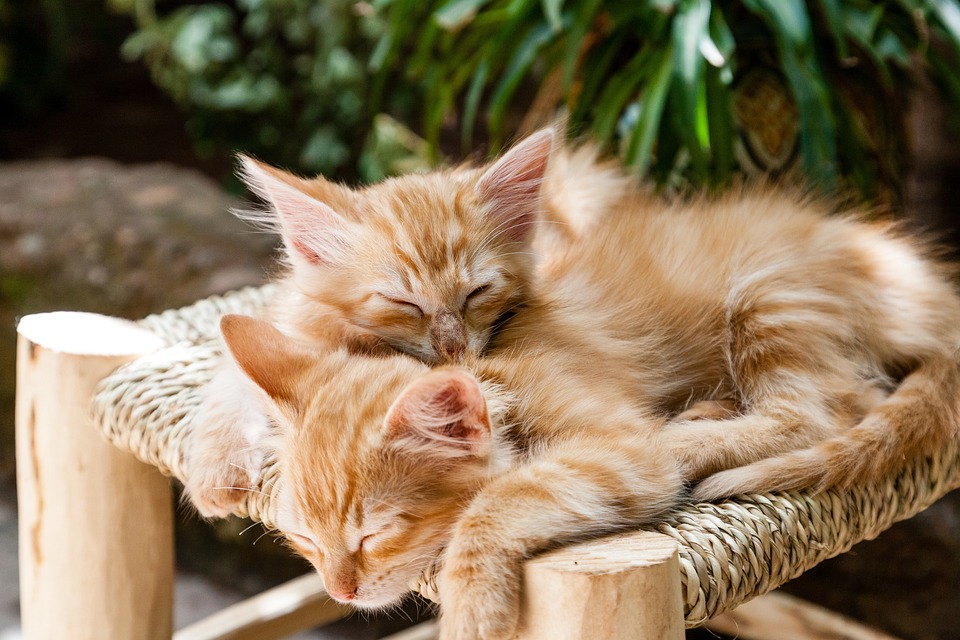 Tải hình ảnh 2 con mèo ôm nhau dễ thương